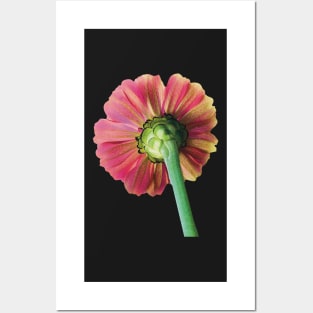 Pretty Strawberry Lemonade Flower, Bold Pink and Yellow Flower Photograph Posters and Art